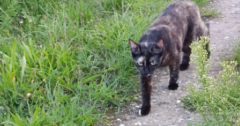 christelle pet sitter à Gambsheim 67760_4