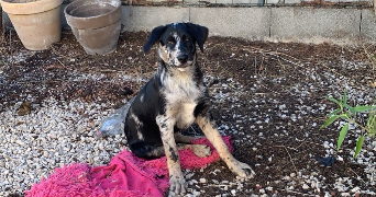 elise pet sitter à MURVIEL LES BEZIERS 34490_1