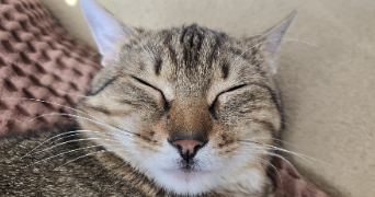 pierre pet sitter à DISSAY 86130_1