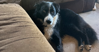 lenka pet sitter à LA ROCHELLE 17000_2