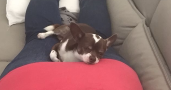 camille pet sitter à STRASBOURG 67000_3