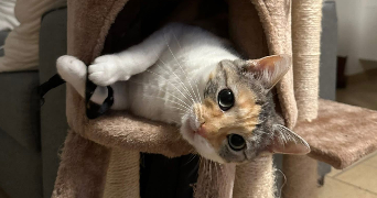 valérie pet sitter à BREAL SOUS MONTFORT 35310_1