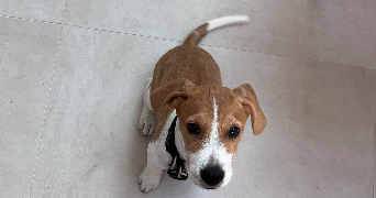 clémence pet sitter à ROAILLAN 33210_3