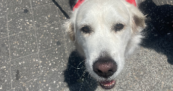 deva pet sitter à NERIGEAN 33750_5