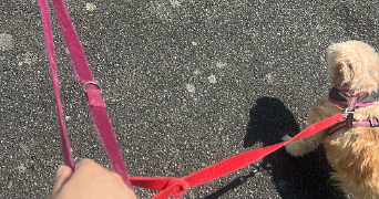 lenna pet sitter à LA ROCHE SUR YON 85000_2