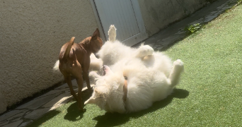 emeraude pet sitter à LA ROCHELLE 17000_1