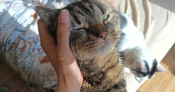 maëva pet sitter à ST PIERRE D EYRAUD 24130_4