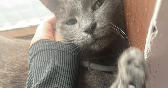 anaïs pet sitter à GRAVELINES 59820_1