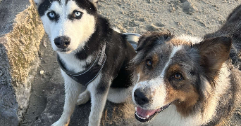 agathe pet sitter à CAMPAGNE LES BOULONNAIS 62650_5