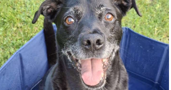 matteo pet sitter à ST VINCENT STERLANGES 85110