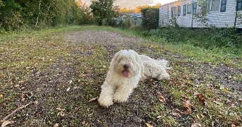 zoé pet sitter à LILLE 59000_1