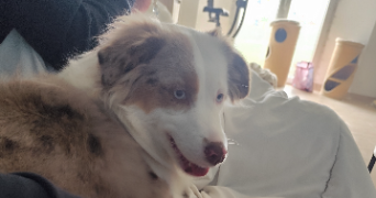 cindy pet sitter à CHABONS 38690_1