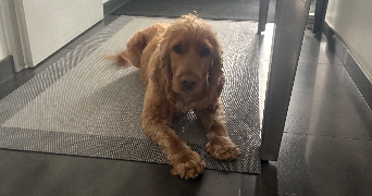 christelle pet sitter à CERNAY 68700_5