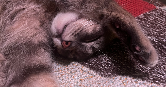 séverine pet sitter à BELLEVIGNY 85170_2