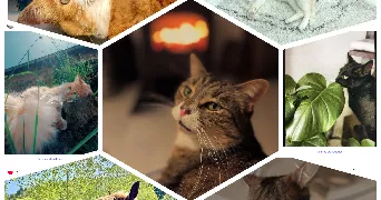estelle pet sitter à PLUVIGNER 56330