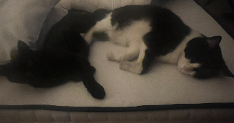 killian pet sitter à PERRIERS SUR ANDELLE 27910_3