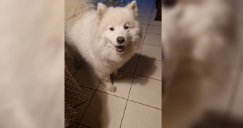 julien pet sitter à MAISONS ALFORT 94700_2