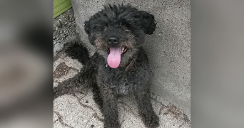 cyrielle pet sitter à ROUFFACH 68250_1