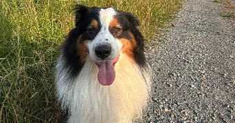axelle pet sitter à Vertou 44120