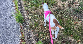 manon pet sitter à VANNES 56000_4