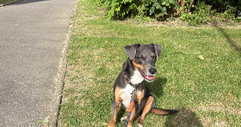 elena pet sitter à CLAMART 92140_6