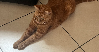 lucie pet sitter à LA VILLE DU BOIS 91620_4