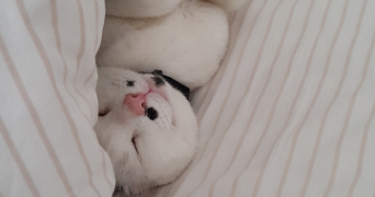 yohann pet sitter à LANNION 22300_4