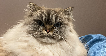 erwan pet sitter à PARIS 14 75014_1