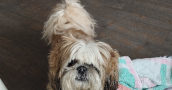 catherine pet sitter à MEUDON 92190_3