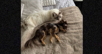 célia pet sitter à HAGUENAU 67500_2