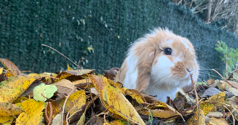 lola pet sitter à Montpellier 34090_5