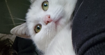 lucas pet sitter à METZ 57000_2