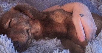 lana pet sitter à ORGEVAL 78630_7