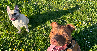 suzane pet sitter à CHEVILLY LARUE 94550_5