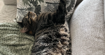 claire pet sitter à SARTROUVILLE 78500_2