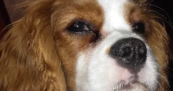 laurence pet sitter à ST LEZER 65500