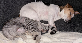 clementine pet sitter à ST LEU LA FORET 95320_6