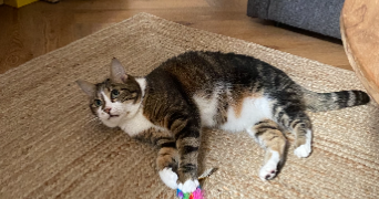 angèle pet sitter à LYON 03 69003_1