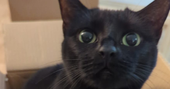 robin pet sitter à HERBLAY SUR SEINE 95220_2