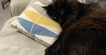 fanélie pet sitter à STE FOY LES LYON 69110_2