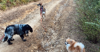 eva pet sitter à URRUGNE 64122_3