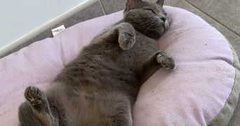 leyla pet sitter à HAUTEVILLE LA GUICHARD 50570_2