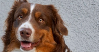 pauline pet sitter à CRETEIL 94000_0