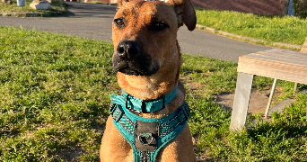 marie pet sitter à TOULOUSE 31000_5