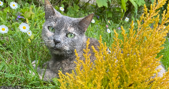 rachel pet sitter à WIMILLE 62126_4