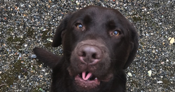 sophie pet sitter à NICE 06000_5