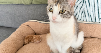 chyrenn pet sitter à ST BRIEUC 22000_3