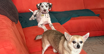 ghizlaine dog sitter à MANOM 57100_4