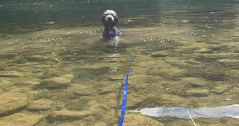 amélie pet sitter à LES AUXONS 25870_3