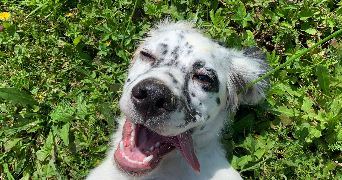 lola pet sitter à VAYRAC 46110_2